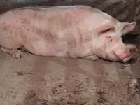 Knur, Świnie — zdjęcie 4