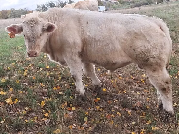 Touro, Charolais cattle