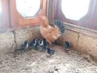 Chickens — Foto 1