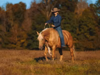 Айғыр, Quarter Horse — 2-сурет