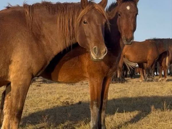 حصان, Mugalzhar horse
