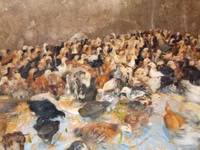 Chickens — Foto 3