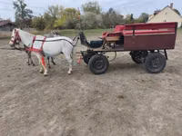 母马, Horses — 照片 6