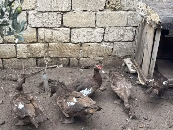 Geese