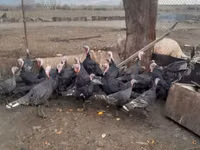 Turkeys — 写真 1