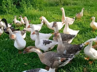 Geese — photo 1