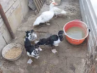 Ducks — zdjęcie 2