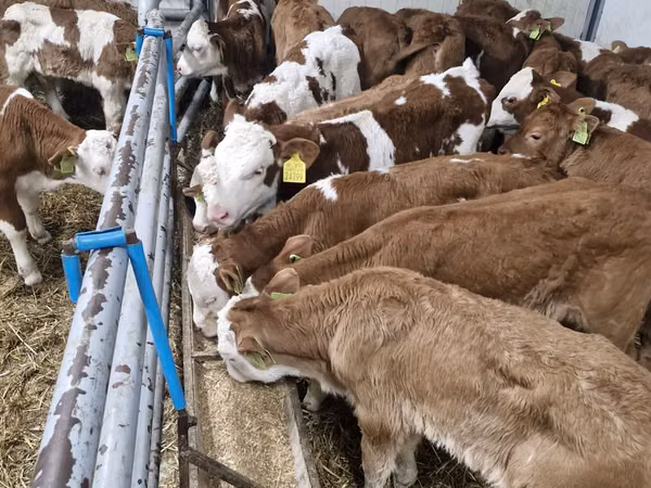 Taureau, Simmental cattle