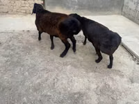 Ram, Sheep — photo 2