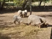 Brebis, Racka sheep — photo 3