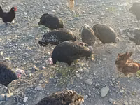 Turkeys — foto 3
