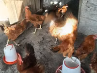 Chickens — foto 3