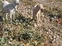 Dişi keçi, Saanen goat — foto 4
