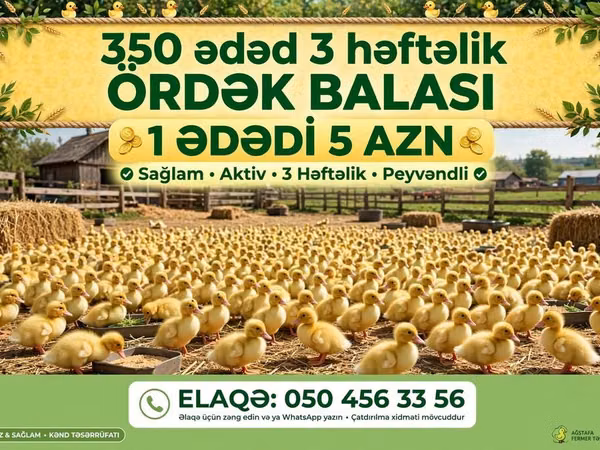 Ducks — أذربيجان