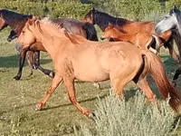 Kůň, North Swedish horse — foto 2