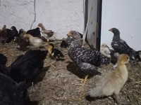 Chickens — foto 2