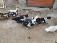 Ducks — foto 7