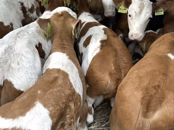 Taureau, Simmental cattle