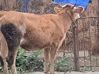 Boğa, Simmental cattle — foto 7