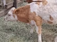 ثور, Simmental cattle — الصورة 4