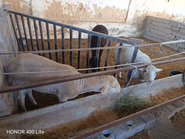 பெண் ஆடு, Merino sheep
