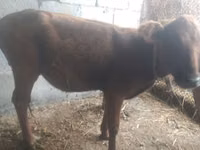 Bovinos (lote, sexo no especificado), Ganado vacuno — foto 1