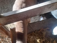 Ram, Sheep — photo 4