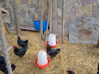 Chickens — foto 8