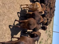 Ram, Sheep — photo 1