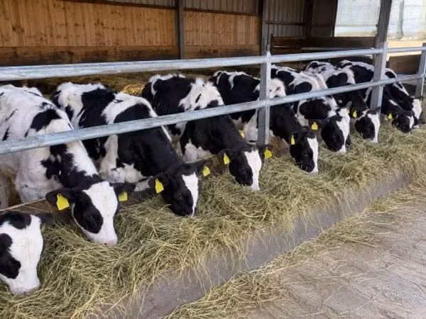 Taureau, Race Holstein