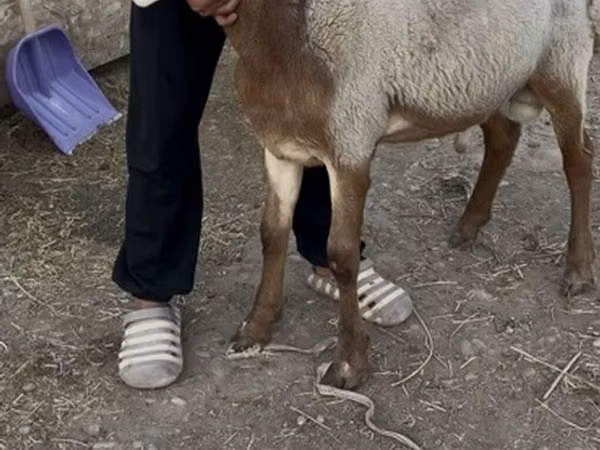 Ram, Rhon sheep