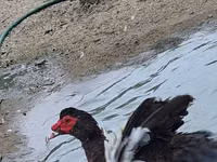 Geese — 5-сурет