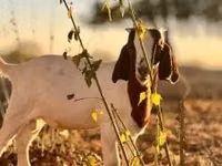 Kozioł, Boer goat — zdjęcie 2