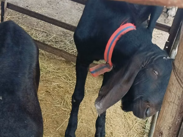 ஆண் வெள்ளாடு, Kamori goats