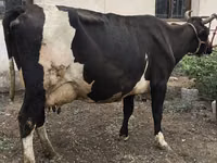 Sigir, Russian Black pied cattle — 8-rasm
