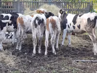 Krava, Simmental cattle — foto 3