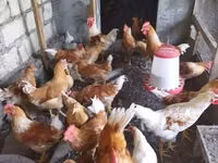 லோமான் பிரௌன் — புகைப்படம் 5