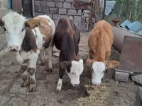 Touro, Simmental cattle — foto 1