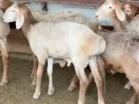 Carneiro, Arashan sheep — foto 2