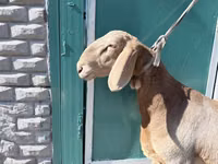公羊, Arashan sheep — 照片 2