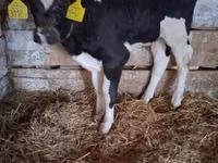 Byk, Russian Black pied cattle — zdjęcie 4