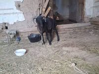 Keçiler (parti, cinsiyet belirtilmedi), Keçiler — foto 4