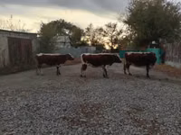 İnek, Simmental cattle — foto 6