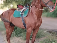 Cheval, Trakehner — photo 6