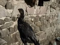Chickens — foto 5