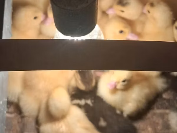 Ducks — Azerbaïdjan
