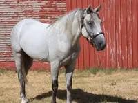 Cavalo, Tennessee Walking Horse — foto 5