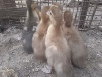 Ducks — zdjęcie 3