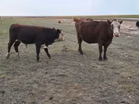 雌牛, Simmental cattle — 写真 1