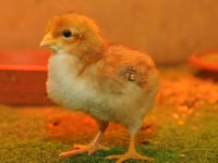 Chickens — Foto 6
